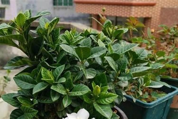 栀子花花苞期怎么施肥