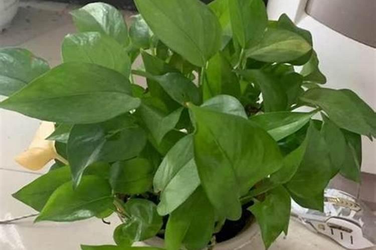 氮肥浇花多久一次 氮肥浇花需几天一次？