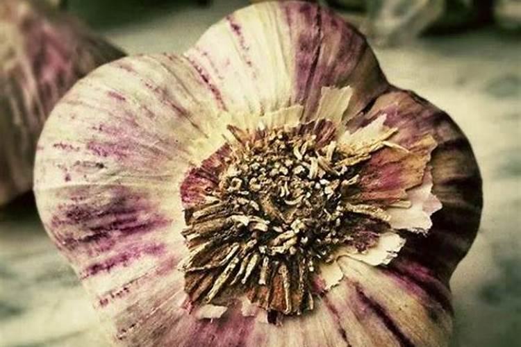 大蒜根腐病苗黄、烂根,用什么办法防治？