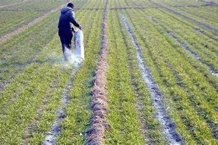 尿素撒在地上多久挥发？