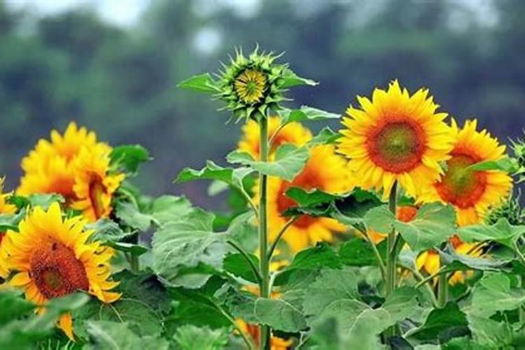 油葵几叶期施肥最好