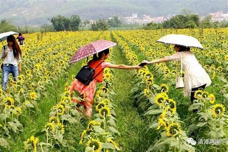 种油葵用什么肥料好