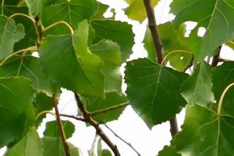 白杨树用什么肥料长的最快？