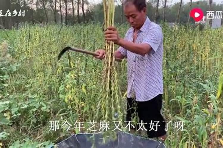 芝麻喷什么叶面肥好呢