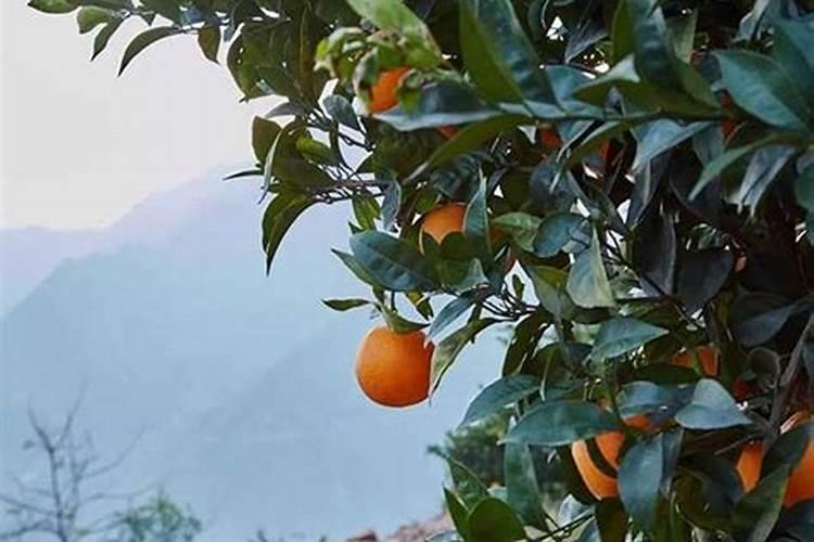 橙子黄化怎么办