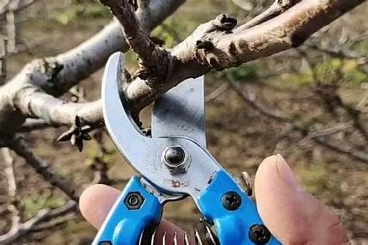 修剪几天后的绿萝可以施肥吗？