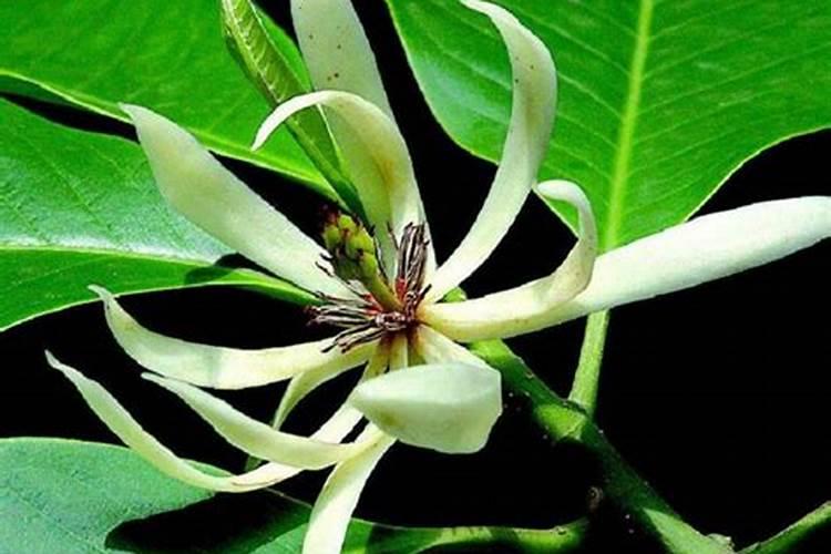 白兰花施什么肥最好