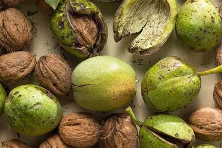 核桃皮能做肥料养花吗