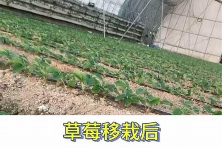 草莓结果几天充一次肥