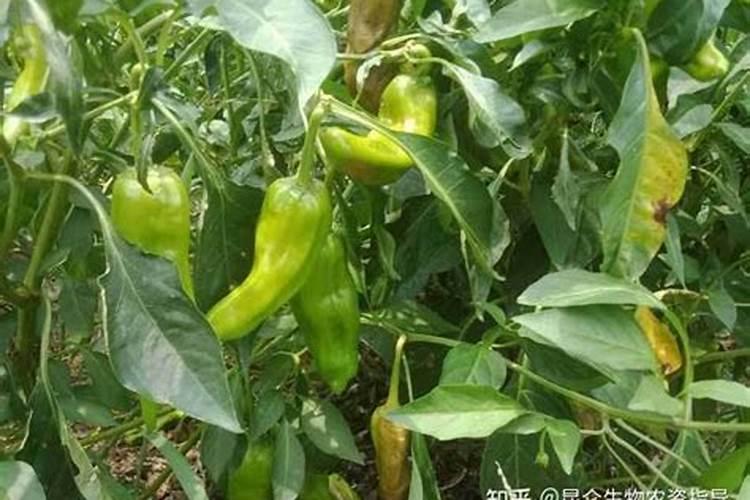 请教各位老师:辣椒表面出现黑色是什么问题？用什么药？