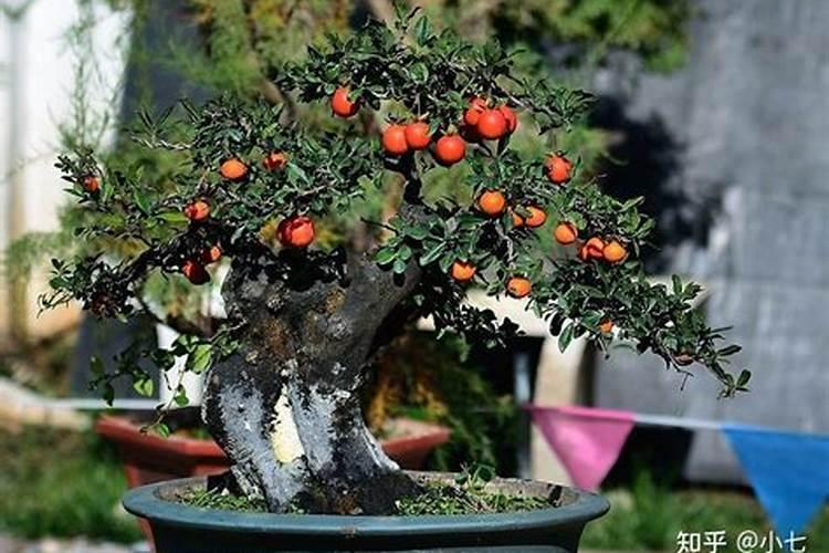 金弹子喜肥吗？喜欢施什么肥料