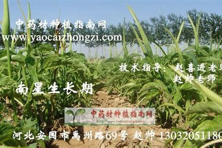 魔芋的种植和培养管理