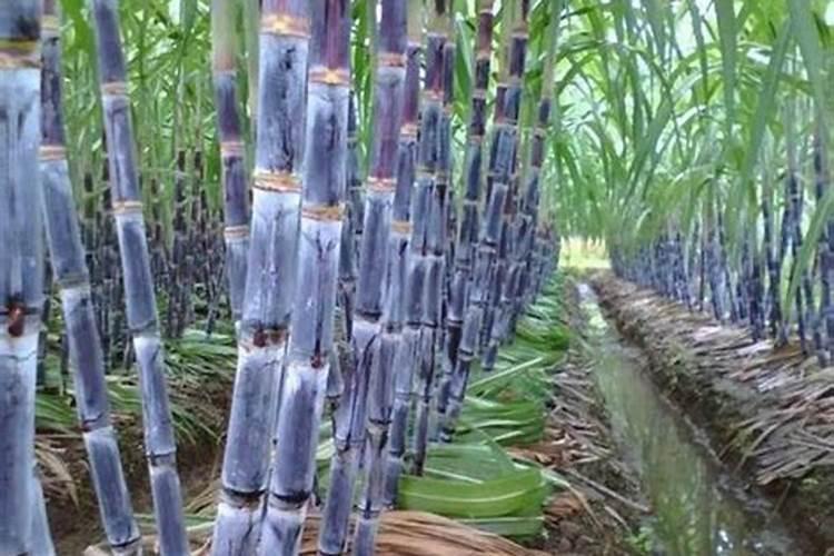 甘蔗施肥应该施什么样的钾肥为好