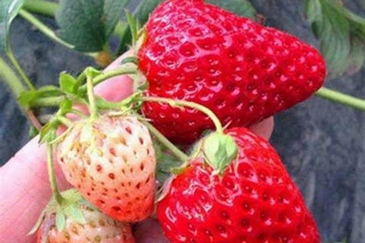 种草莓施什么肥才甜