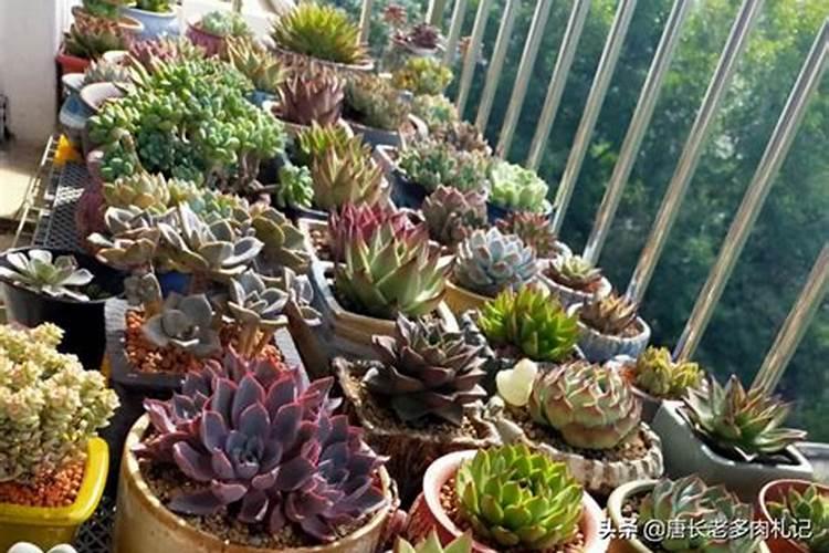 多肉植物需要什么肥料