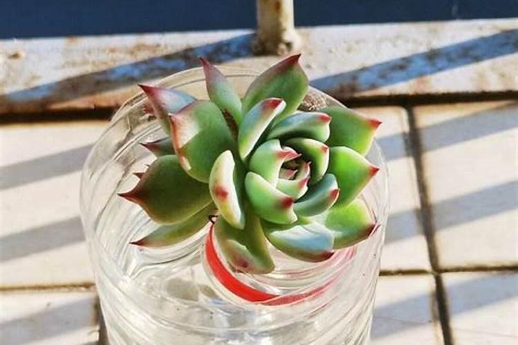 多肉植物一般用什么肥