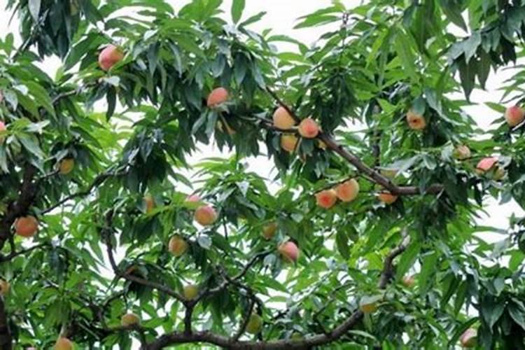 桃树补钙用什么好钙肥