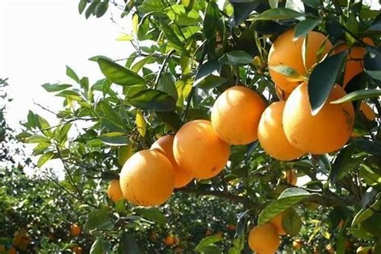 脐橙四点管理技巧