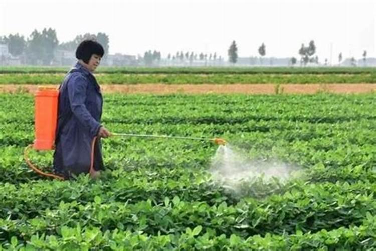 绣球花用什么肥料