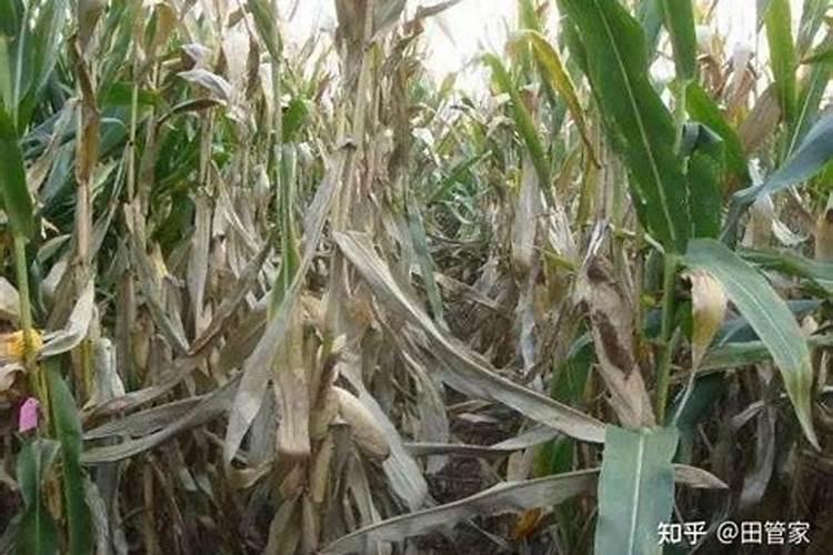 玉米苗后用什么叶面肥最佳？？