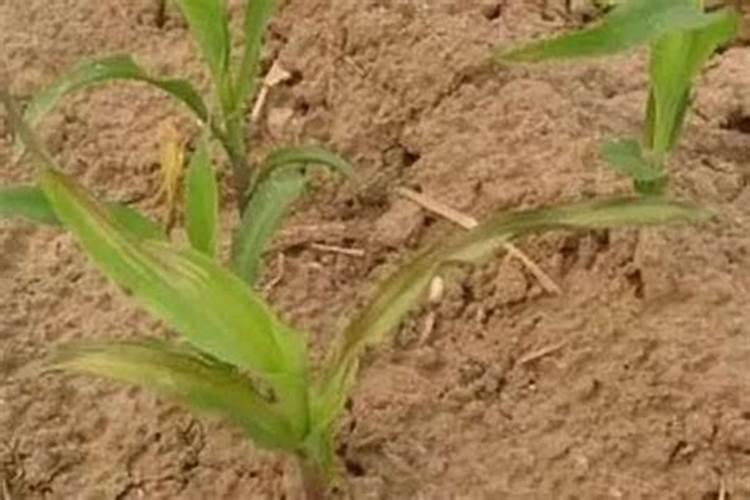 玉米打什么叶面肥最好