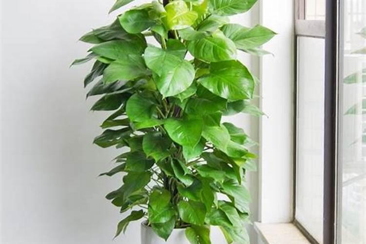 绿萝喷叶子用什么肥好