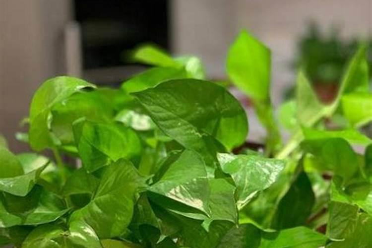 绿萝喷叶面肥好吗