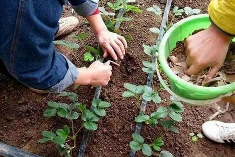 饼肥水可以浇茶花吗 伏天可以用饼肥水浇花吗