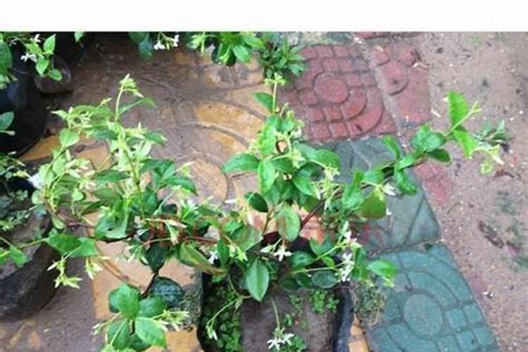 茉莉小苗如何养壮