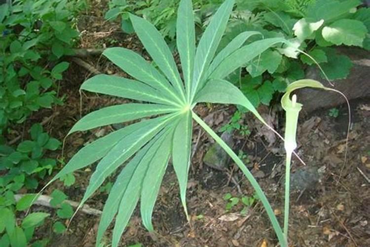 红梅花树种植技术,四个要点教你种好红梅