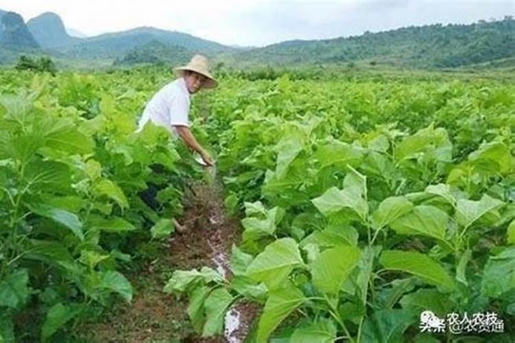 固氮菌植物能吸收氮肥全靠它