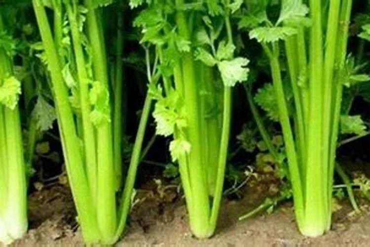 芹菜浇水冲施什么肥料