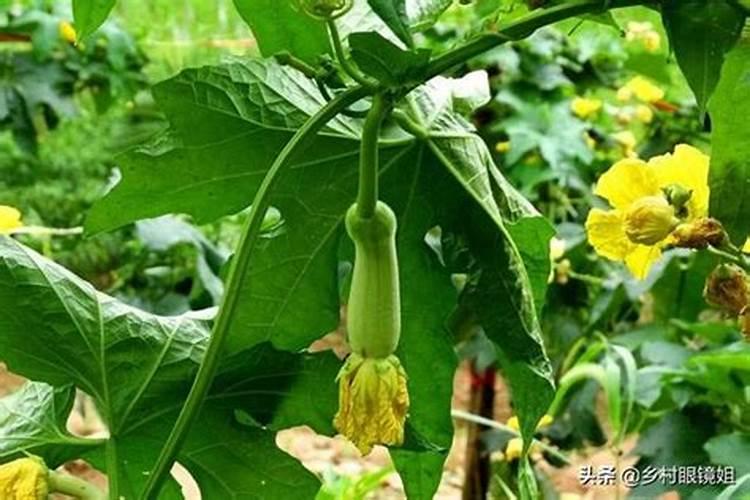 山东烟台红富士苹果树苗六年不开花是什么情况？