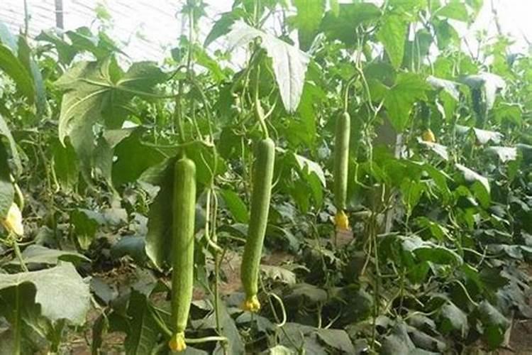 ...不缺阳光水分营养通风,两年多了就是不开花？求大神指教!