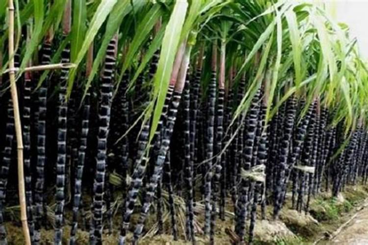 种植甘蔗需要哪些肥料打底