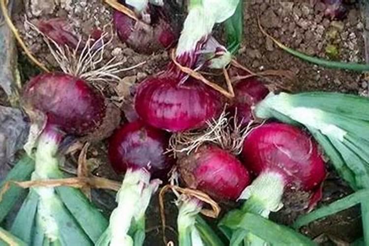 洋葱什么时间施肥好？洋葱膨大剂什么时候可以打？