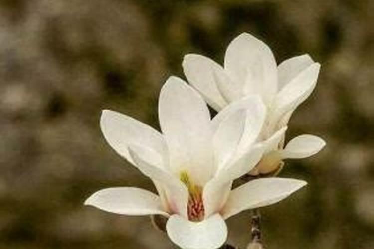 白兰花施什么肥料最好