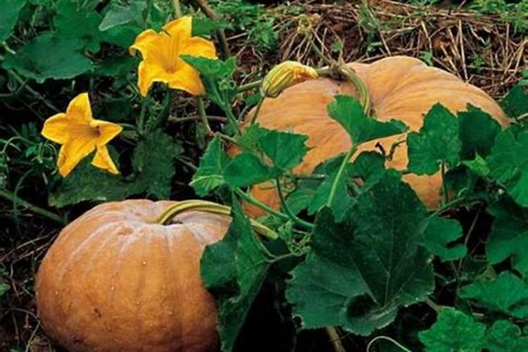 南瓜结瓜后怎么施肥