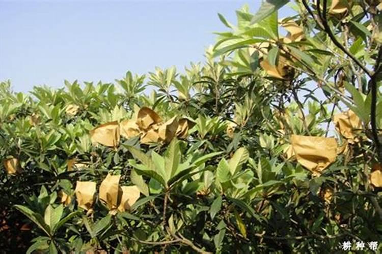 苹果几月份打硼好