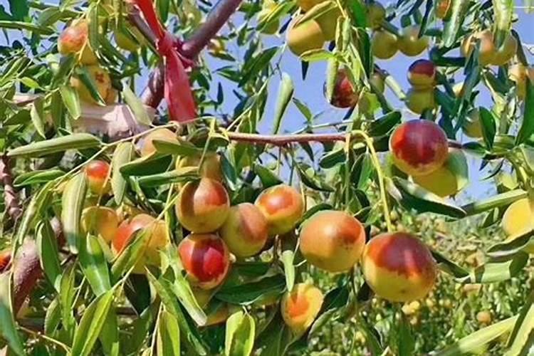 冬枣叶面肥有哪些