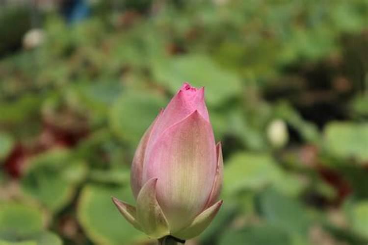 黄腐酸钾夏天能浇花吗