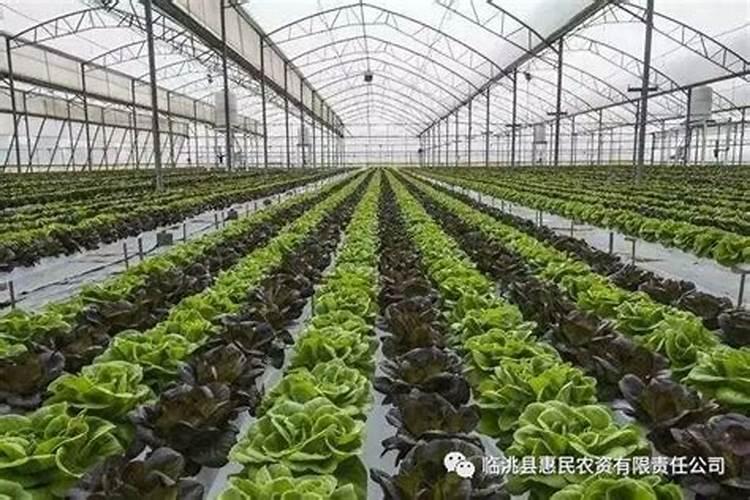 植物缺了氮磷钾怎么补