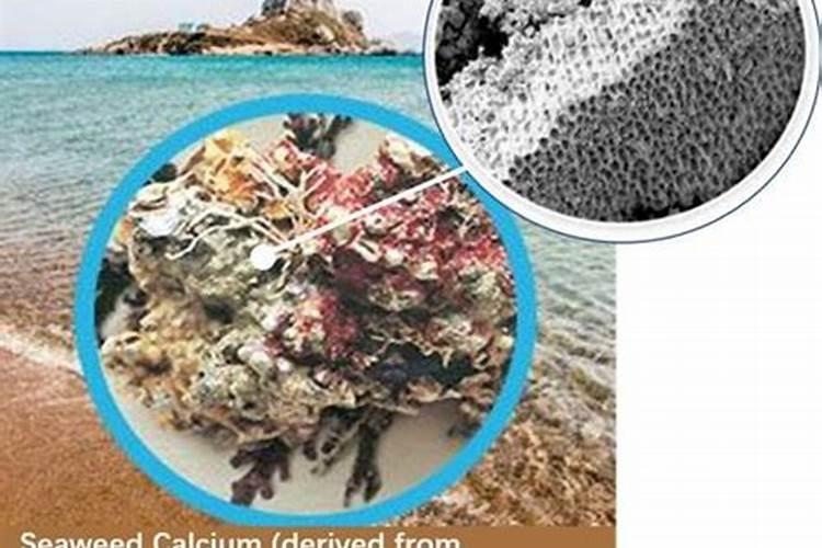 海藻钙产品作用机理