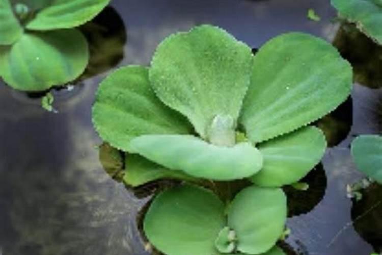 鱼蛋白肥料哪个品牌好