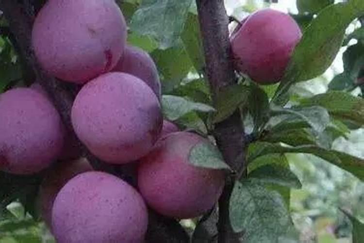 李子花期如何保花保果