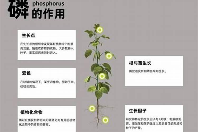 氮肥磷肥钾肥可以同时兑水浇花吗