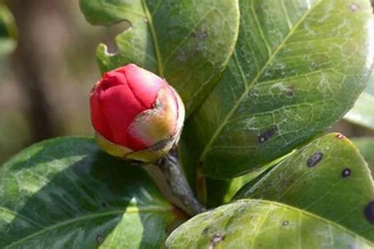 茶花施什么肥？