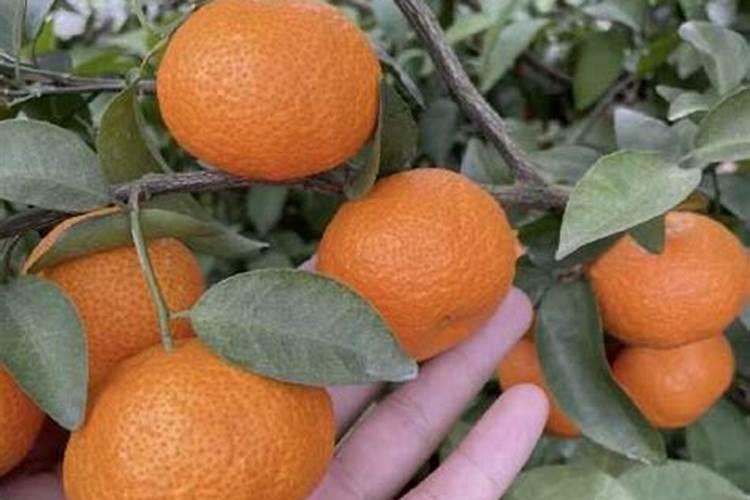 砂糖橘高产种植方法