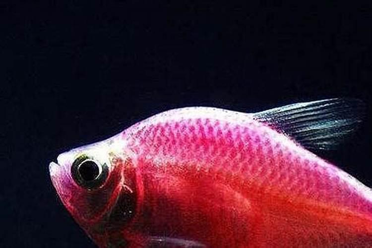 鱼蛋白使用注意事项