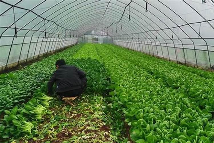 氨基酸叶面肥的功效与作用